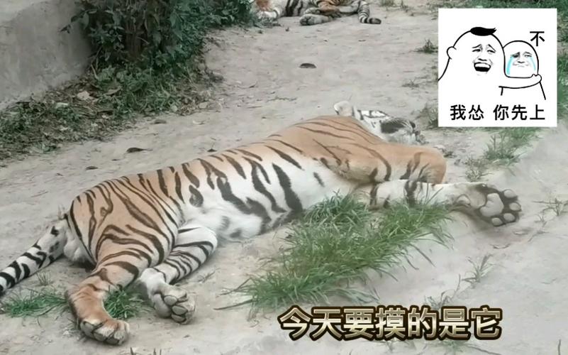 新澳2025天天正版资料和摸老虎屁股遭扑咬与摸老虎屁股遭扑咬视频