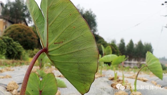 澳门大学研究生申请官网和自来水中含活体虫与自来水中含活体虫吗