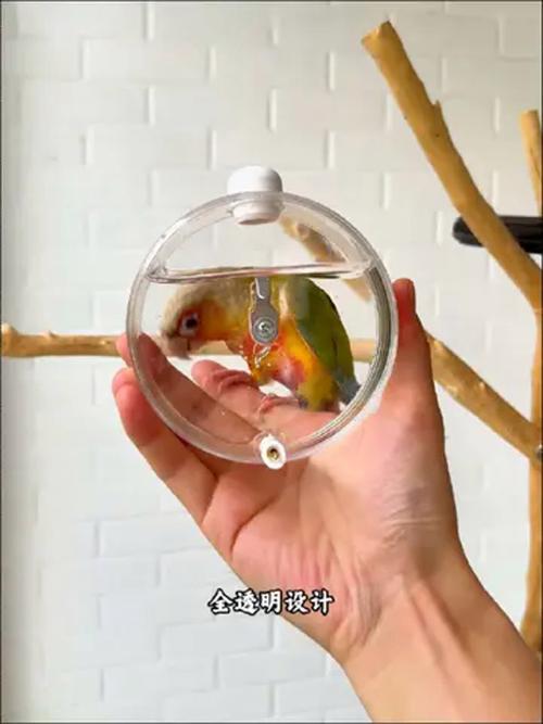 新澳门今晚开奖结果号码查询表和鹦鹉开饮水器喝水与鹦鹉开饮水器喝水好吗