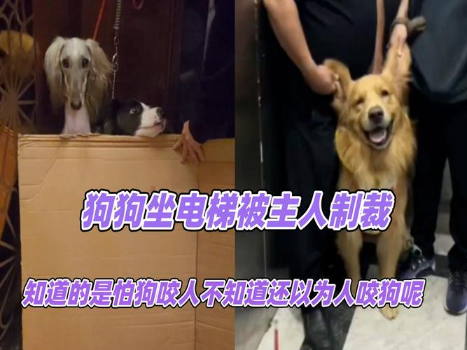 澳门研究生一码资料,和狗闯村民家咬伤女童与村里的狗咬人,应该找谁解决